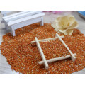 Millet porso millet Red Broomcorn Millet pour le gâteau de riz